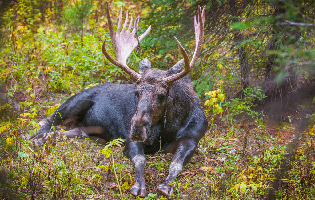 Adult Bull Moose